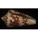 Conus ammiralis
